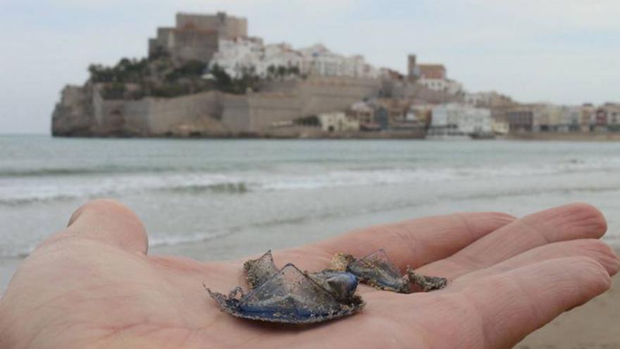 Las micromedusas y ‘almendrillas’ llegan a la costa norte de Castellón