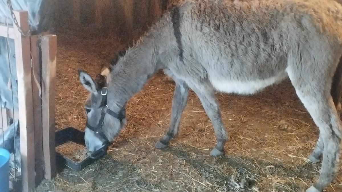 La burra «Mimosa» en la finca de Caces antes de ser atacada por los lobos.