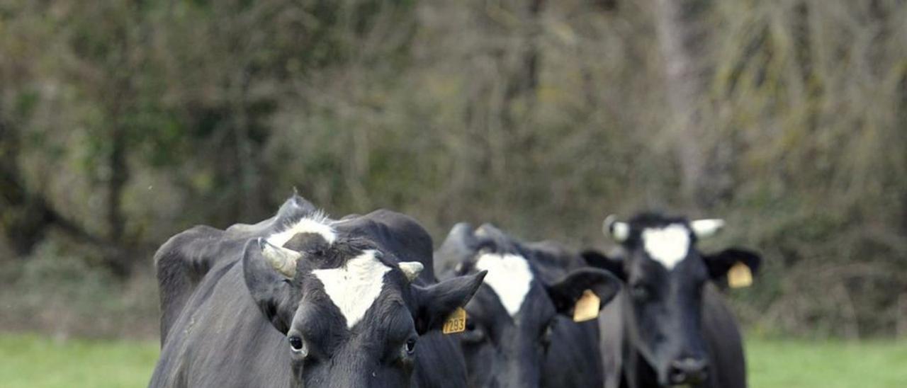 Granja de vacuno en Agolada. |   // BERNABÉ / JAVIER LALÍN