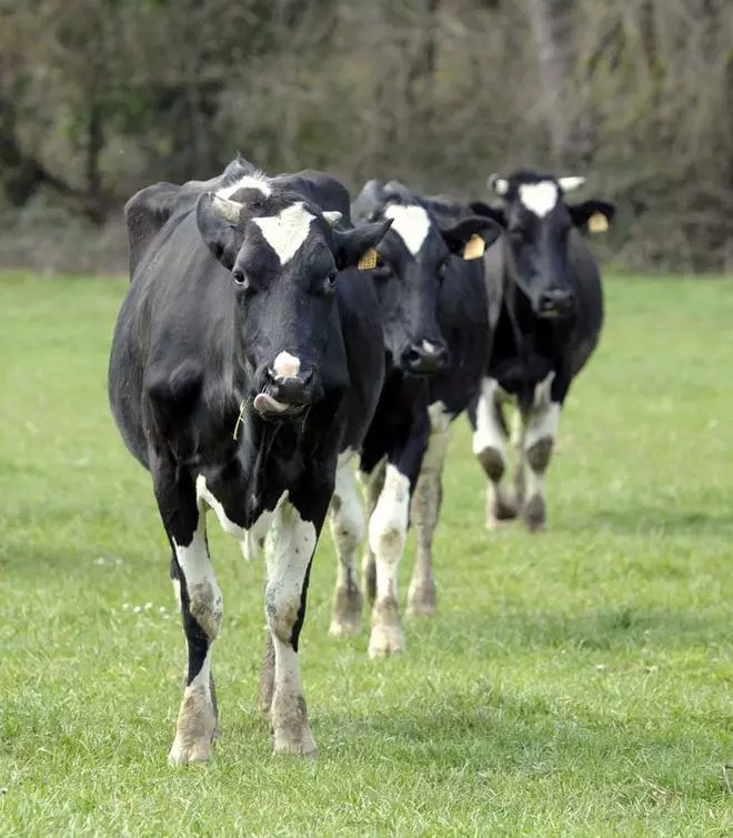 Los costes de producción ponen a los productores gallegos contra las cuerdas