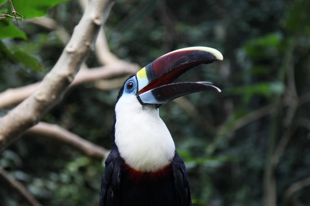 El Butterfly Park dona refugi a tres noves aus d'un zoològic que se'n va desprendre