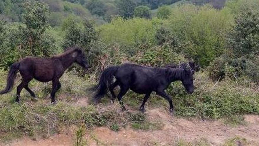 Los ganaderos denuncian 80 ataques del lobo en Mieres, Morcín y Riosa