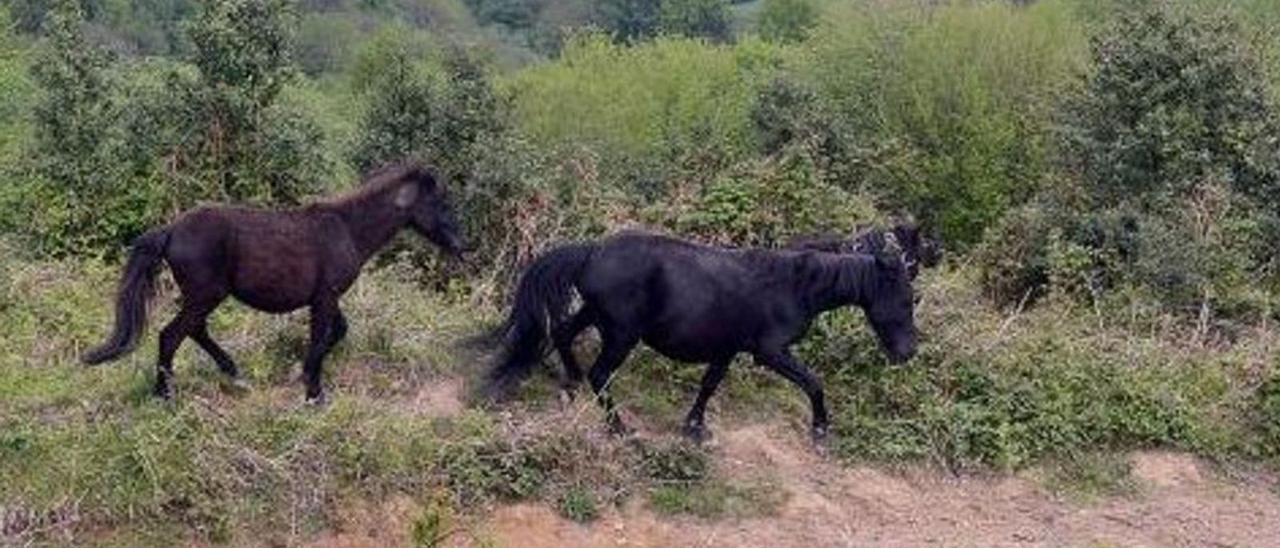 Potros en el entorno del monte Llosorio, en el concejo de Mieres | LNE