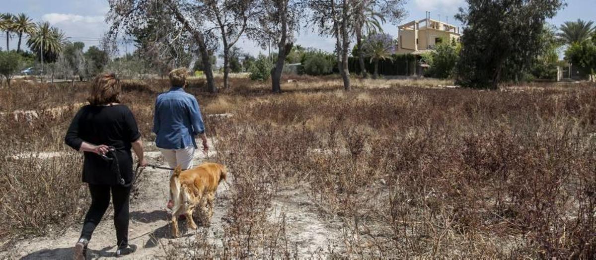Un pareja pasea por una zona afectada por la sequía en Mutxamel, municipio del interior de l´Alacantí donde más se sufre la falta de lluvias.