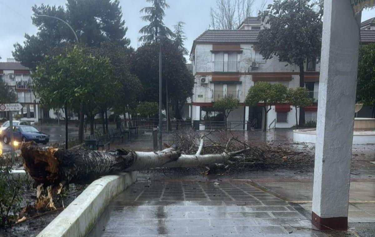 Árbol caído este lunes en Lucena por el temporal.