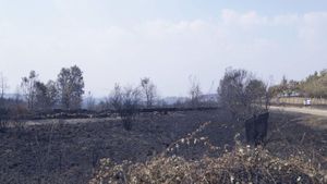 Regenerar una hectàrea calcinada costa un mínim de 2.500 euros