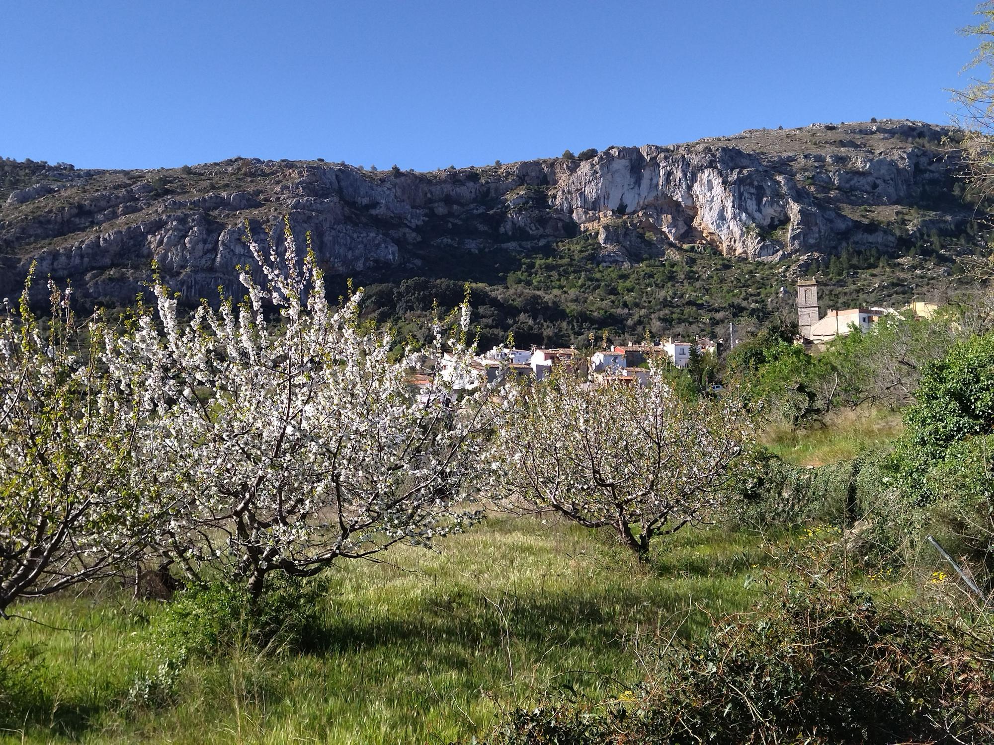 El "Hanami" valenciano: ya florecen los cerezos en la Vall de Laguar