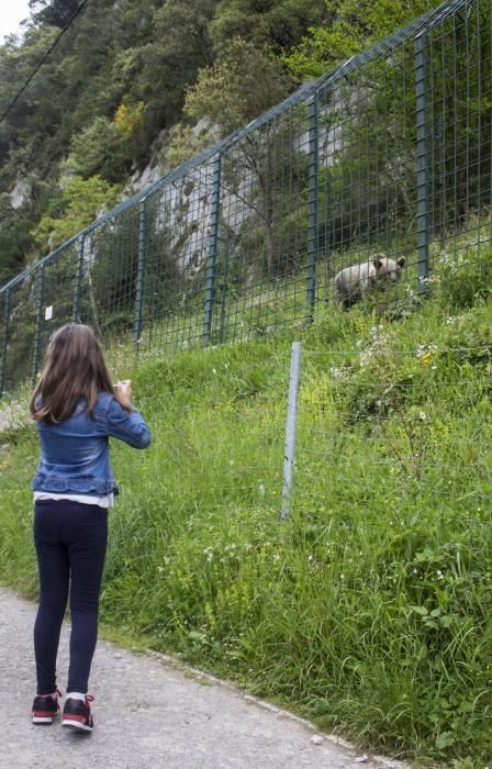 "Paca" y "Tola", las osas inseparables