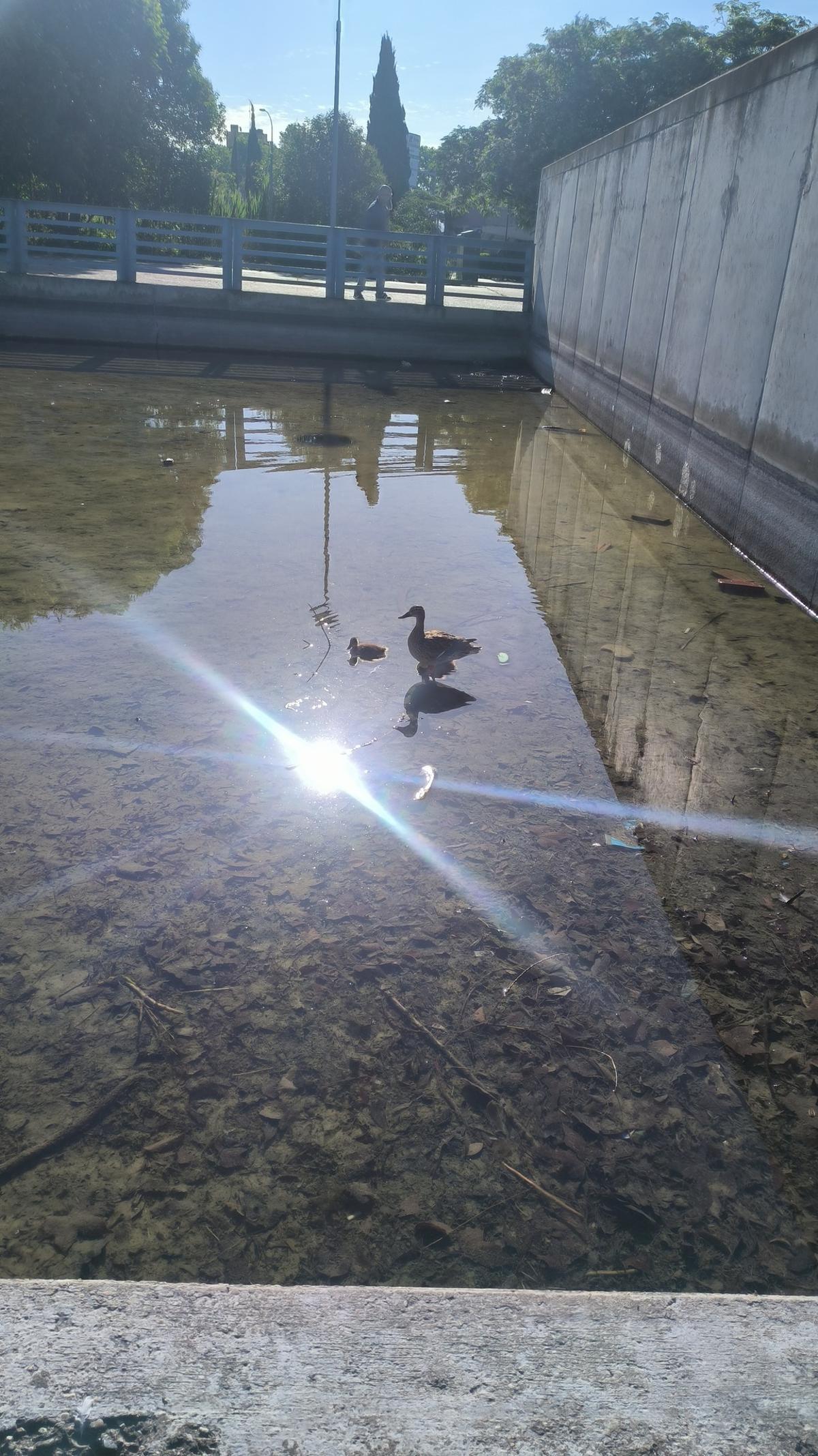 El lamentable estado de un lago en Parque Goya donde hay peces muertos y agonizantes