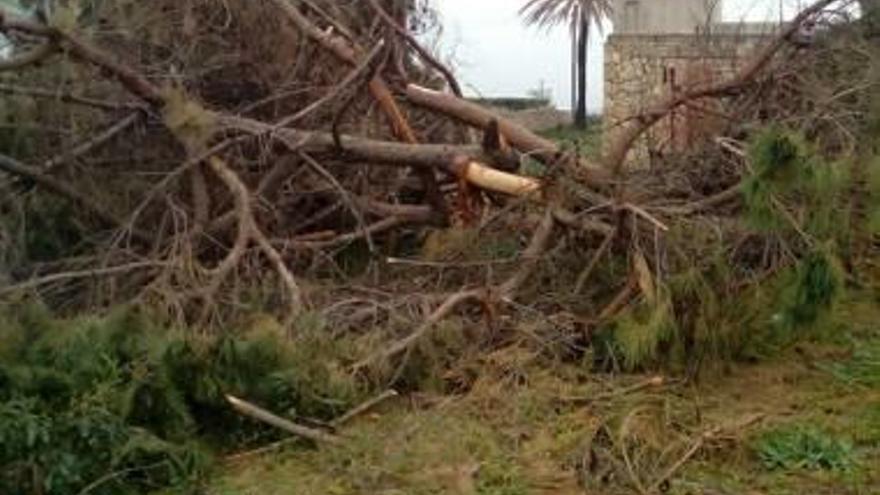 Vecinos de Dénia denuncian una tala de árboles en primera línea de la playa de les Marines