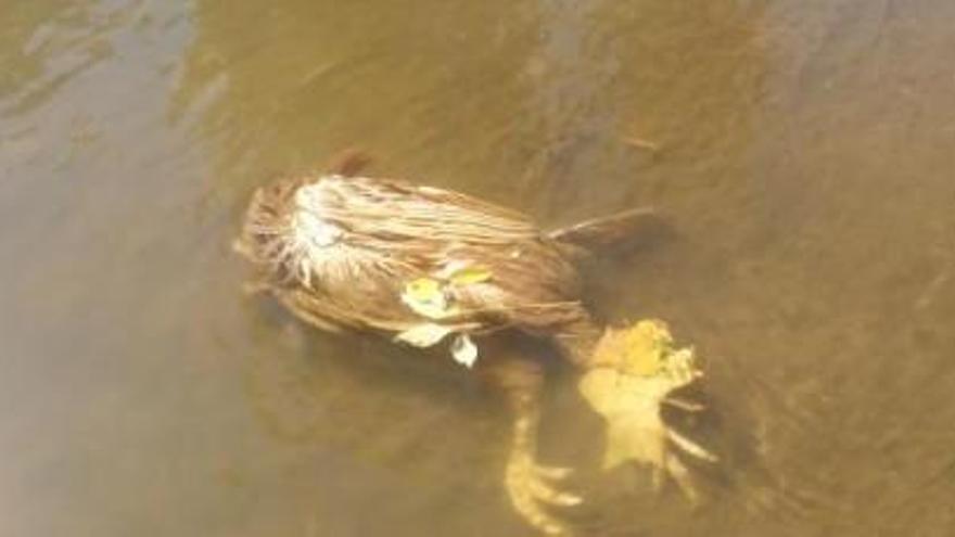 Una gallina decapitada flotant a l&#039;Onyar