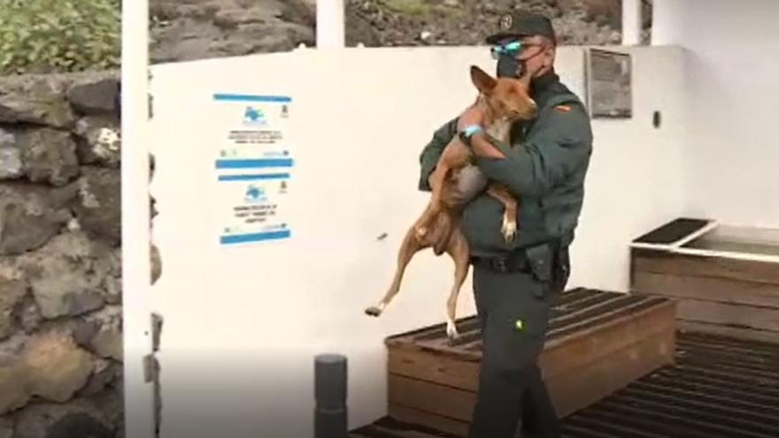 Las Fuerzas de Seguridad y los vecinos ponen a salvo a la mayoría de los animales