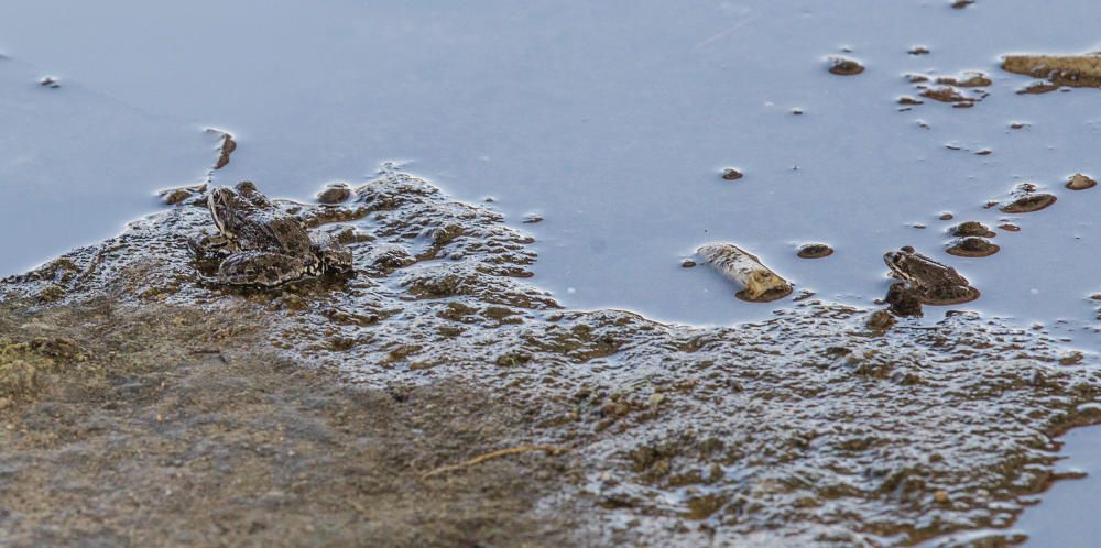 Cientos de anfibios de todos los tamaños convierten este verano el cauce del barranco del Juncaret en su hábitat