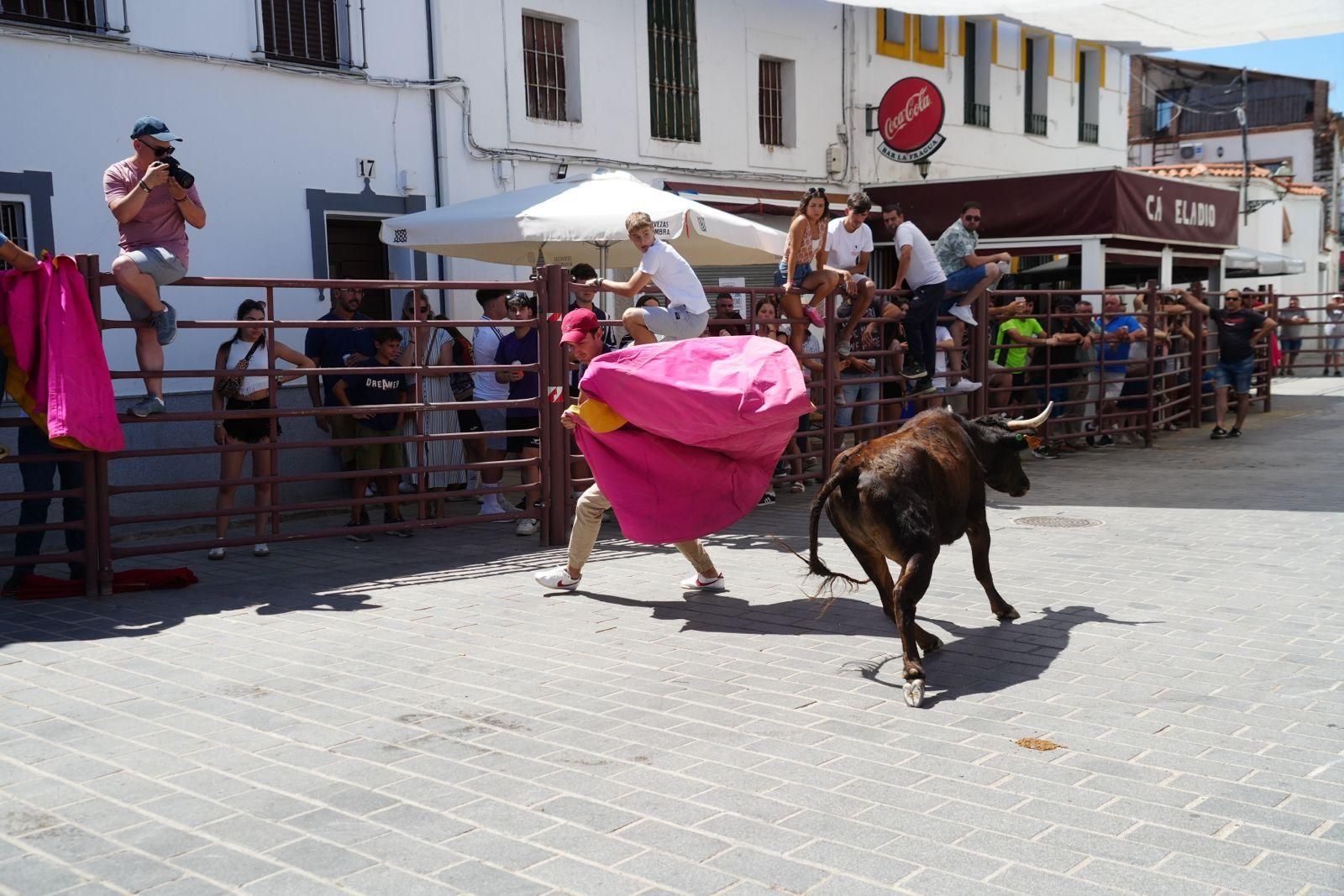 Alcaracejos vive con intensidad el inicio de sus tradicionales encierros de vaquillas
