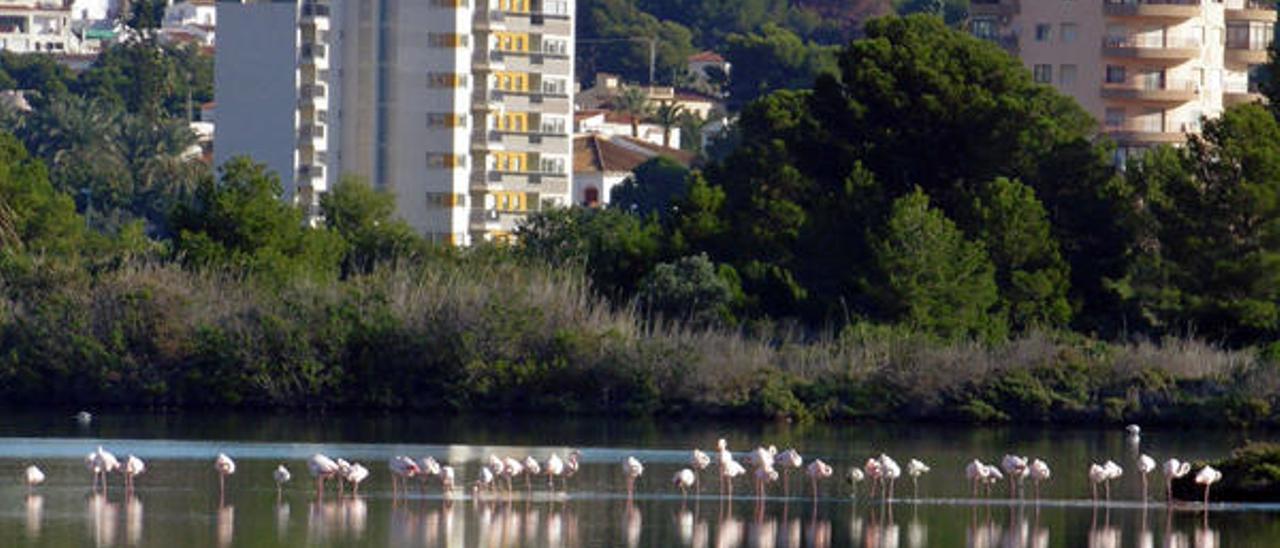 Les Salines de Calp, un frágil espejo de biodiversidad