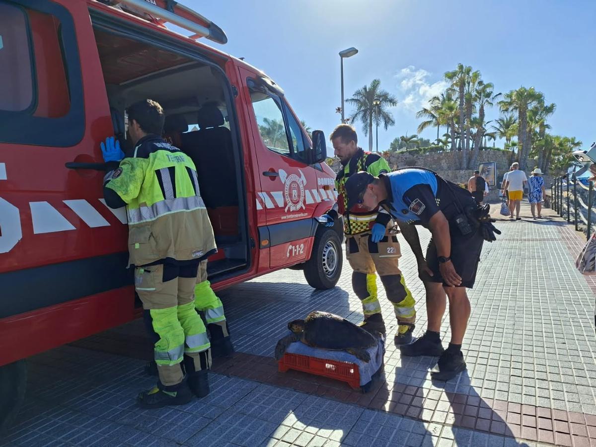 Rescatan una tortuga boba en Adeje