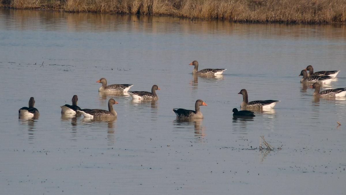 Aves en las Lagunas de Villafáfila