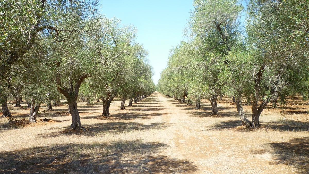 Malerisch: Olivenbäume auf Mallorca.