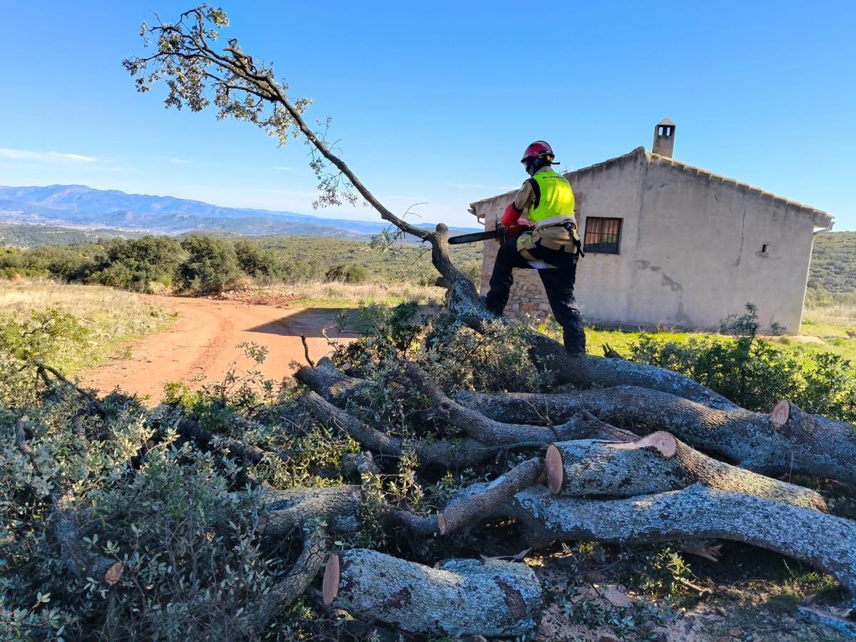 Un bombero cortando las ramas de la Fogena para dejar el paso libre.