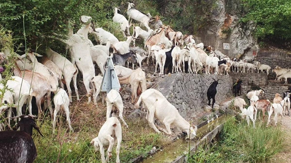Un rebaño de cabras ramonea, en una fuente de la Vall d'Ebo