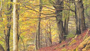 CUADERNO DEL DOMINGO PARC NATURAL DEL MONTSENY BOSQUE DE HAYAS FOTO JORDI BAS