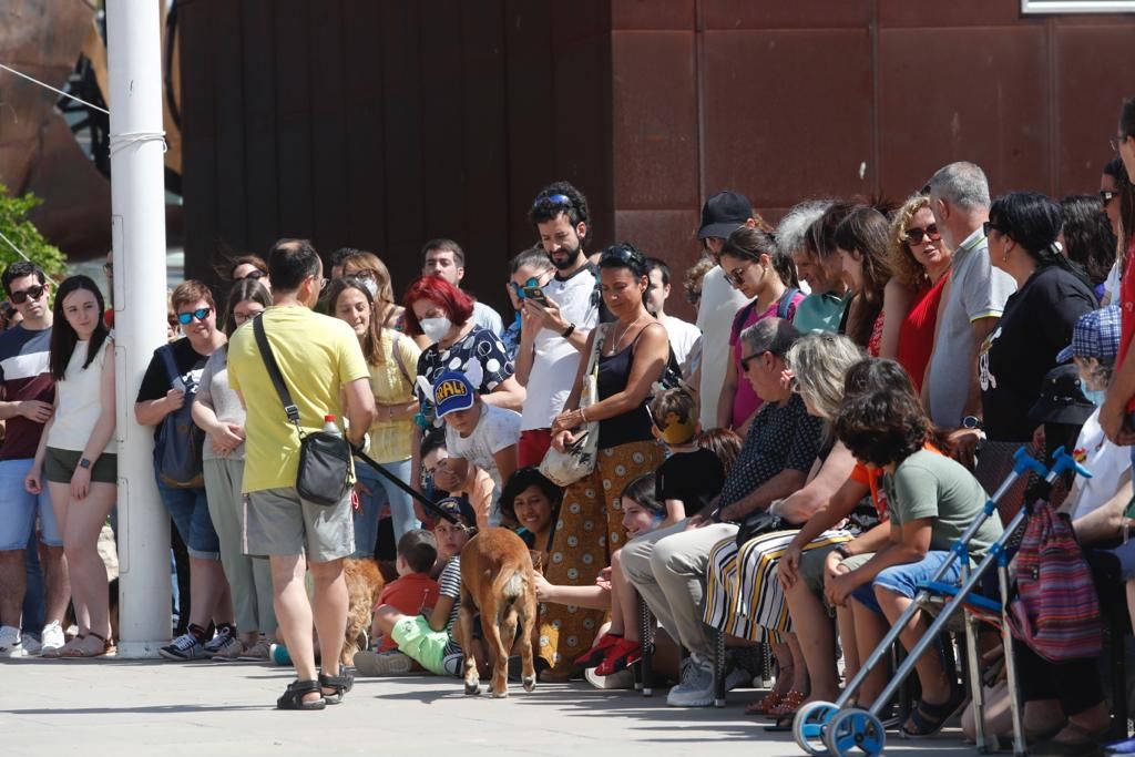 Pasarela de perros de adopción en Bioparc