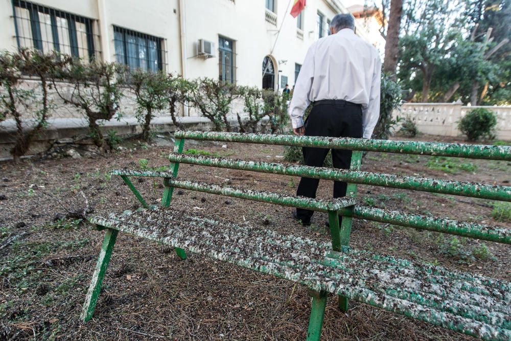 Invadidos por los estorninos en Alicante