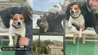 Las redes estallan tras el vídeo de un perro volando en un túnel de viento: "No puede ni respirar"