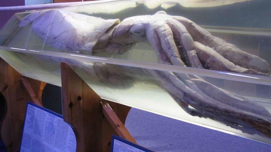 Uno de los calamares gigantes conservados en el museo luarqués.