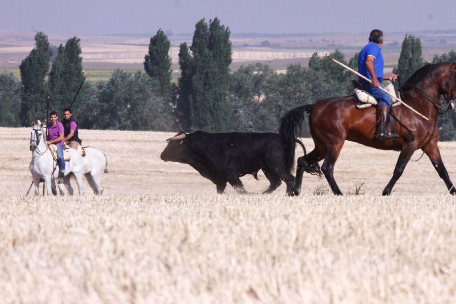 Fiestas en Zamora: Encierro campero en VIllaescusa