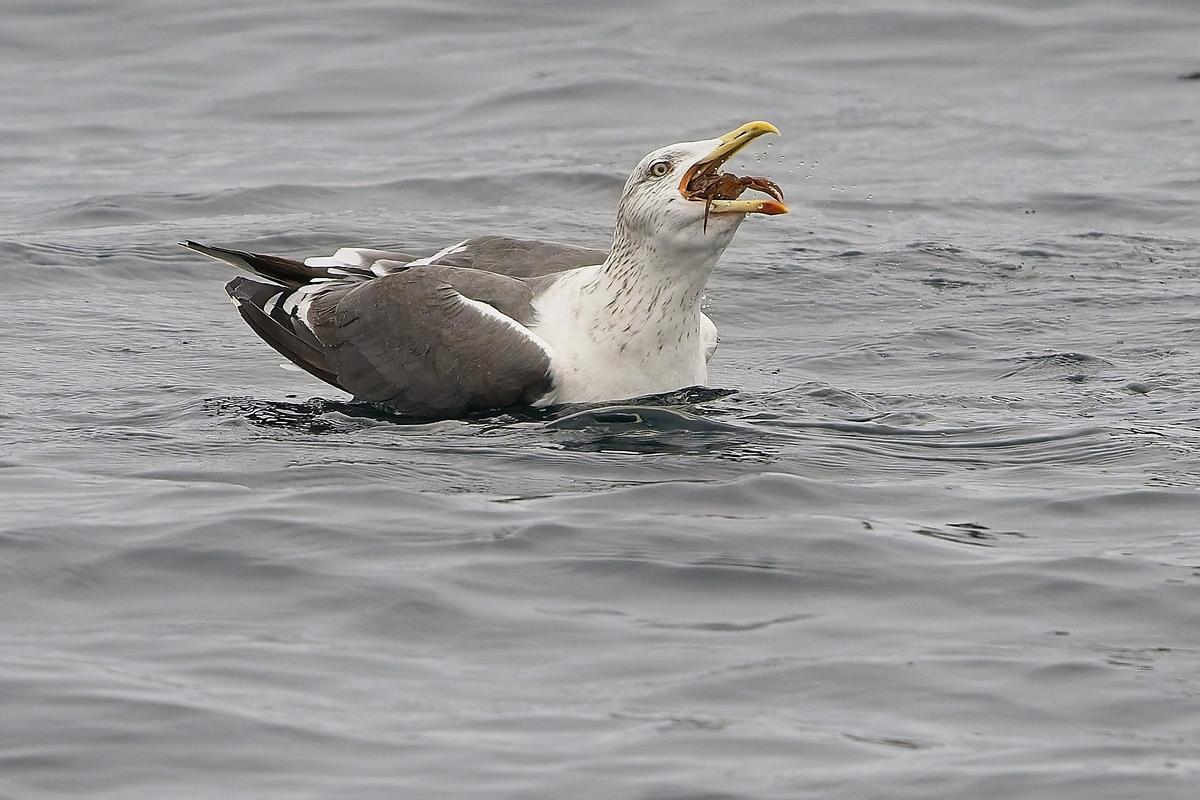 Una gaviota alimentándose en alta mar.
