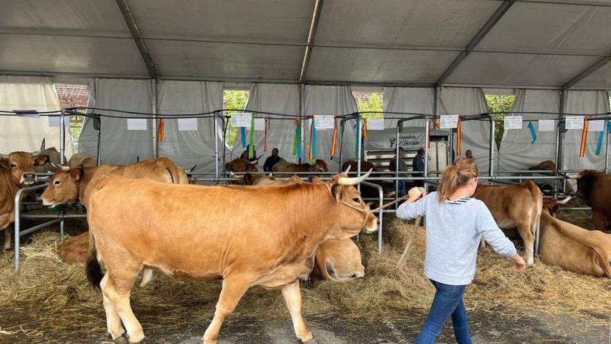 &quot;Langreo Natural&quot; exhibe el mejor ganado de la comarca del Nalón