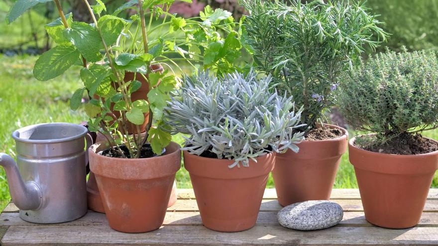 Plantas aromáticas para el jardín: el secreto para un espacio verde con personalidad