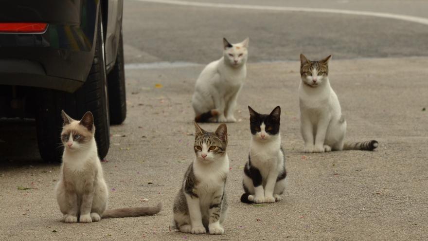 Desarrollan un método anticonceptivo para reducir la población de gatos callejeros
