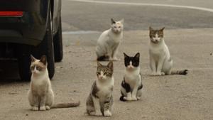 Descubren un anticonceptivo para reducir los gatos callejeros