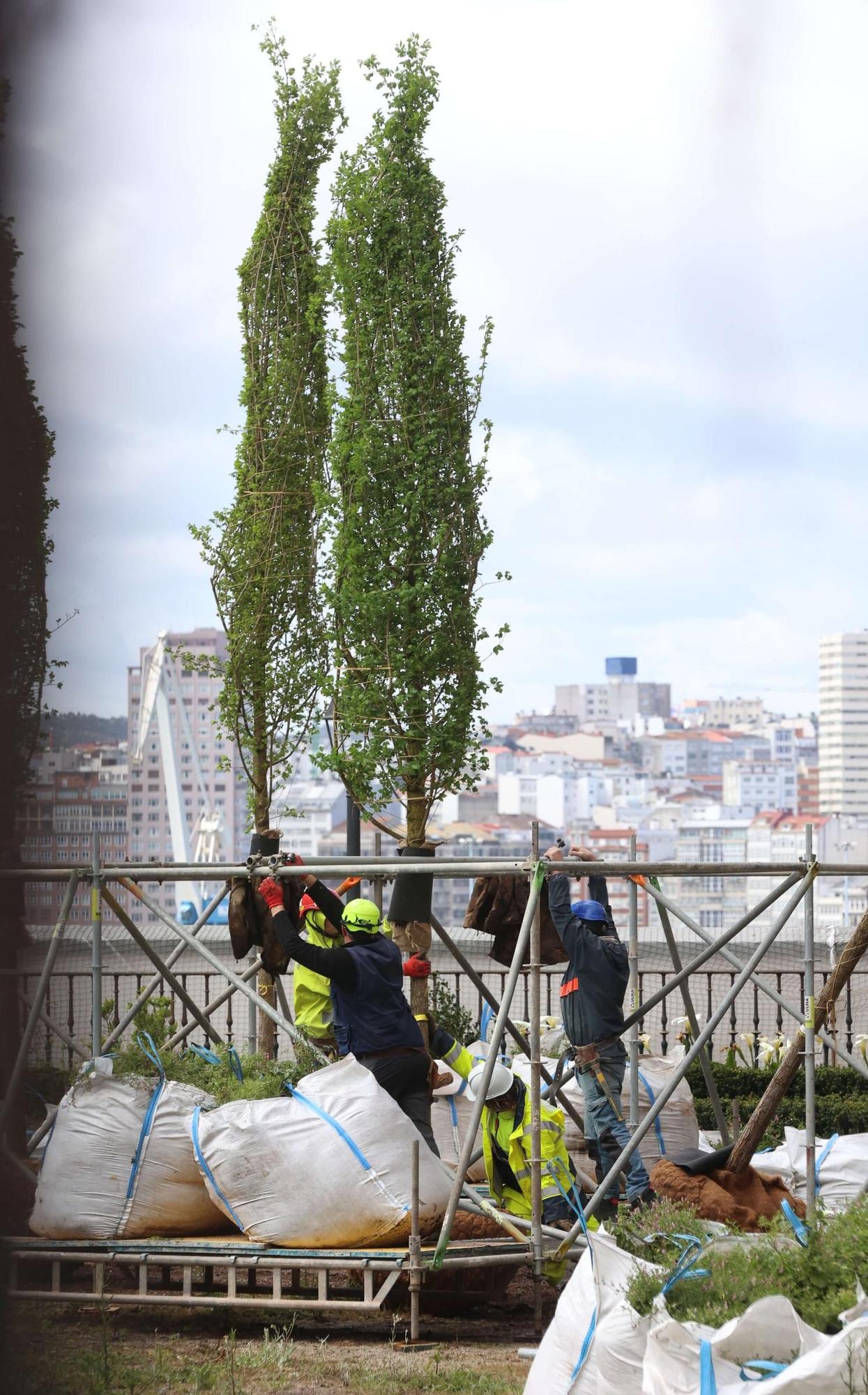 Plantación de los nuevos olmos del Jardín de San Carlos