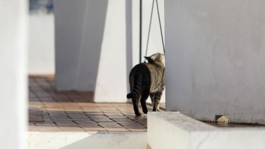 El felino de la Casa Broner | TONI ESCOBAR