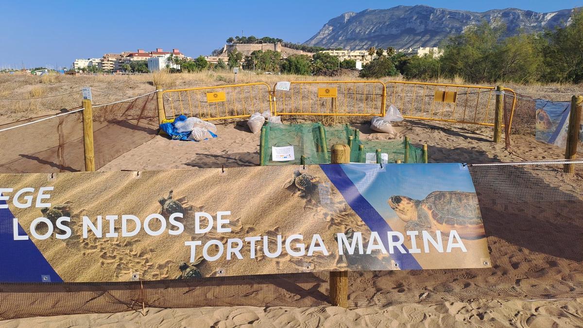Punto de puesta de huevos de una tortuga marina en la playa, en Denia