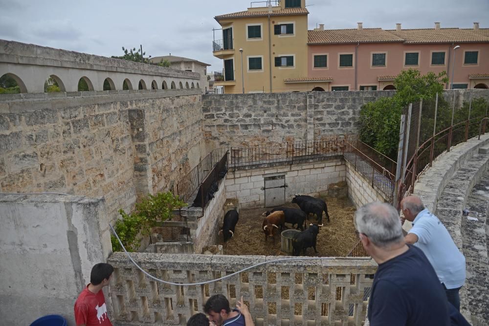 Los toros, en los corrales de La Monumental