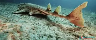 Así se comporta el tiburón angelote en la Reserva Marina de La Graciosa