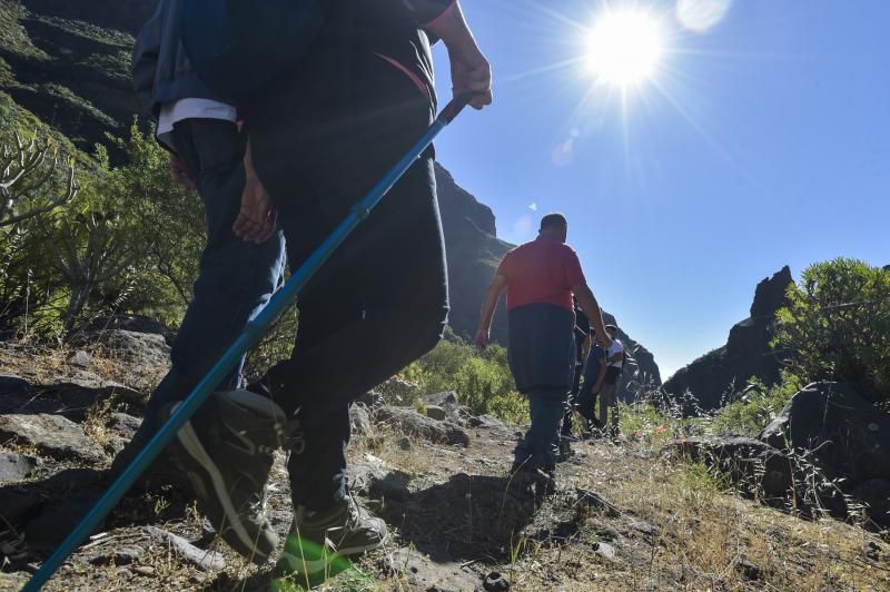 Inauguración del camino de las bestias en Ingenio