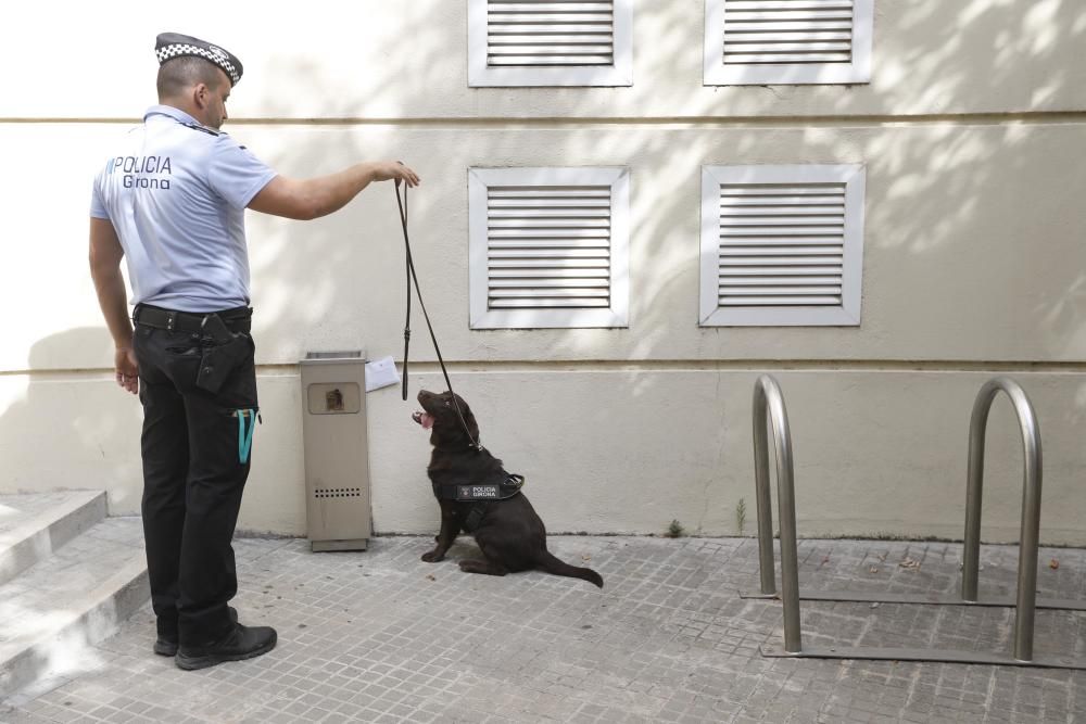 Kira, el nou efectiu de la Unitat Canina de Girona