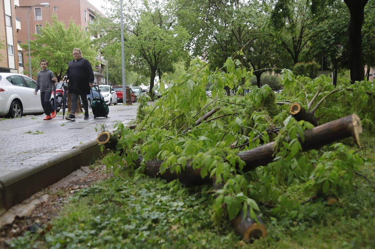 El temporal de lluvia y viento, en imágenes