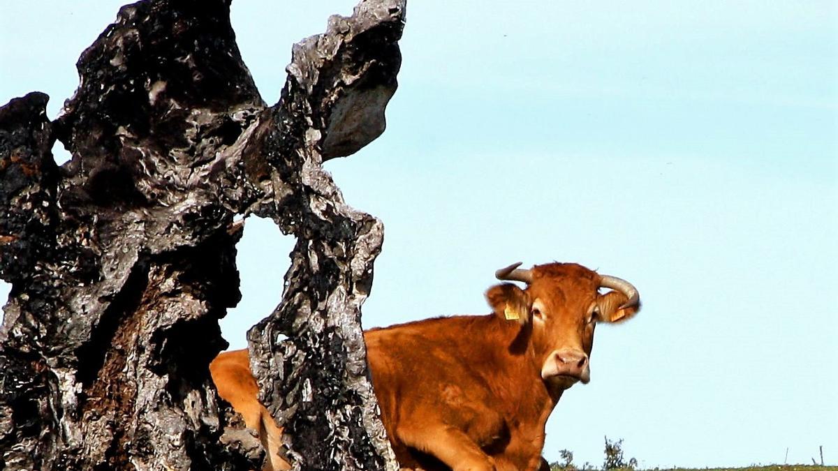 La enfermedad afecta al ganado bovino.