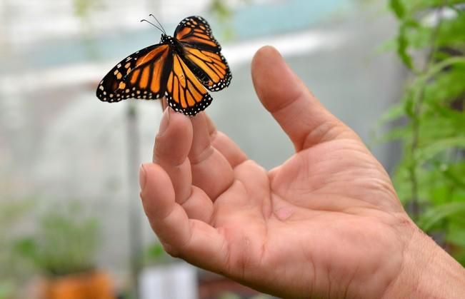 MARIPOSAS GRANJA