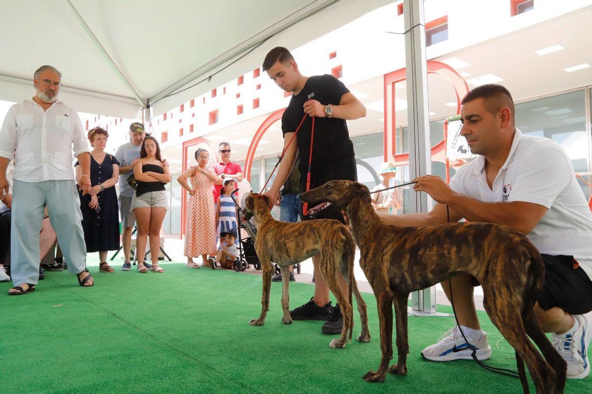Exhibición de galgos en Intercaza.
