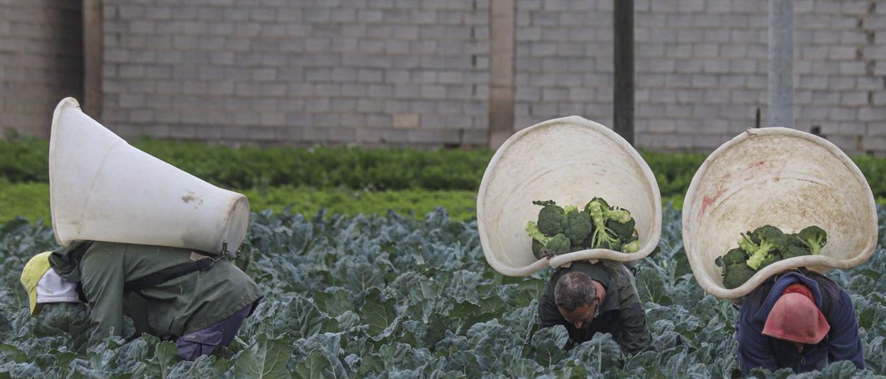 Recolección de brócoli en los campos de la Vega Baja, producto muy demandado en el exterior.