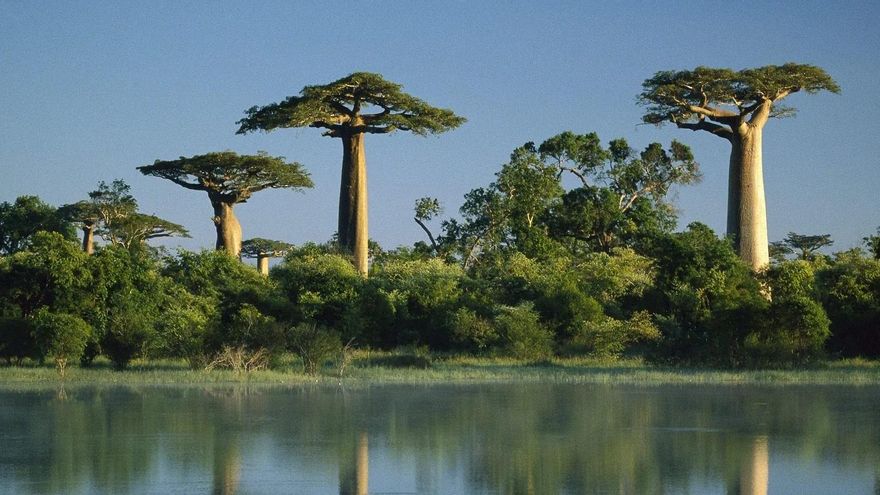 El árbol de baobab