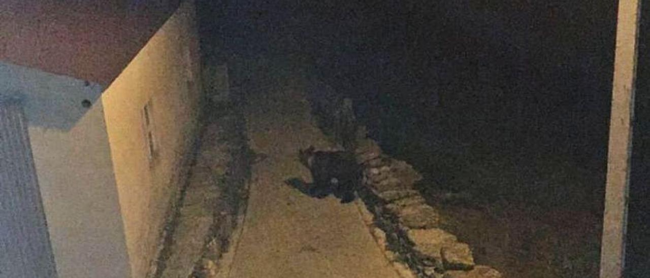 El oso de Riomolín, en su visita nocturna.