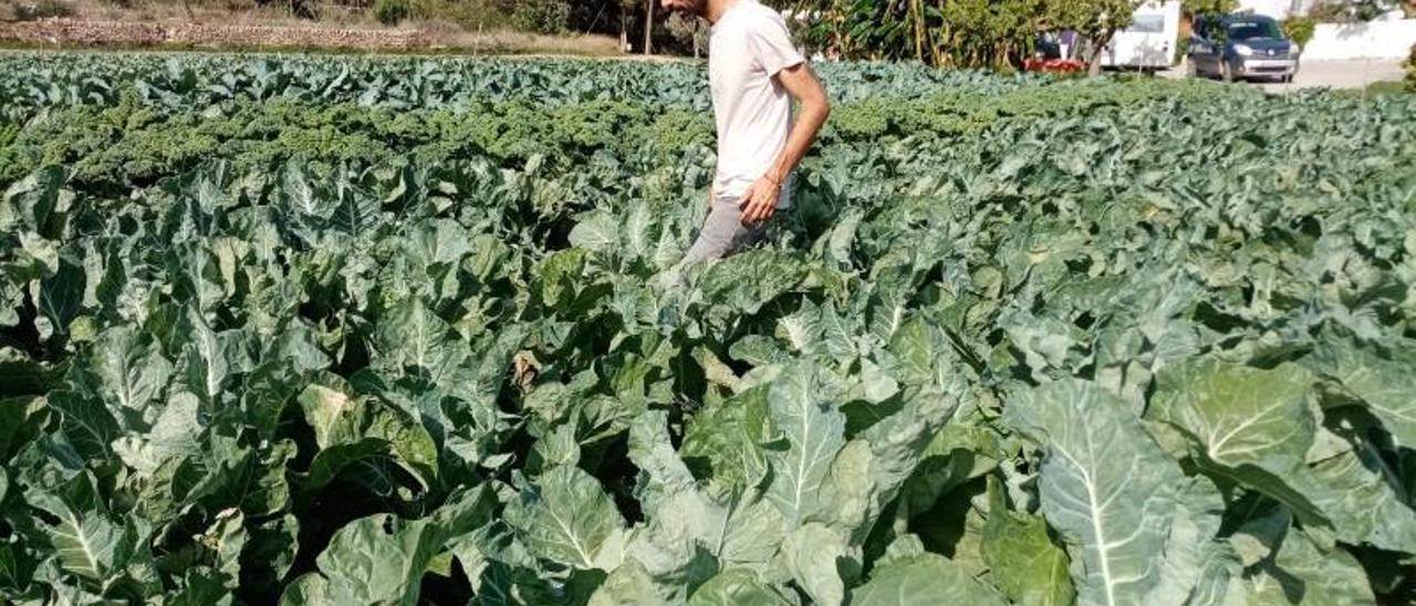 Campo de coliflores en Sant Josep.